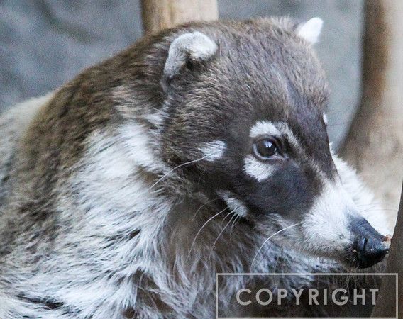 Coati 2