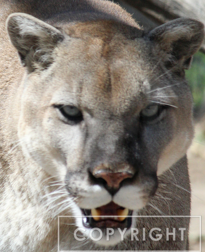 Mountain Lion 1