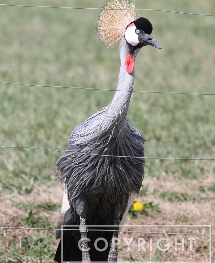 East African Crowned Crane 1