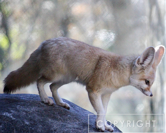 Fennec Fox 3