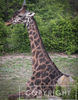 Reticulated Giraffe 9