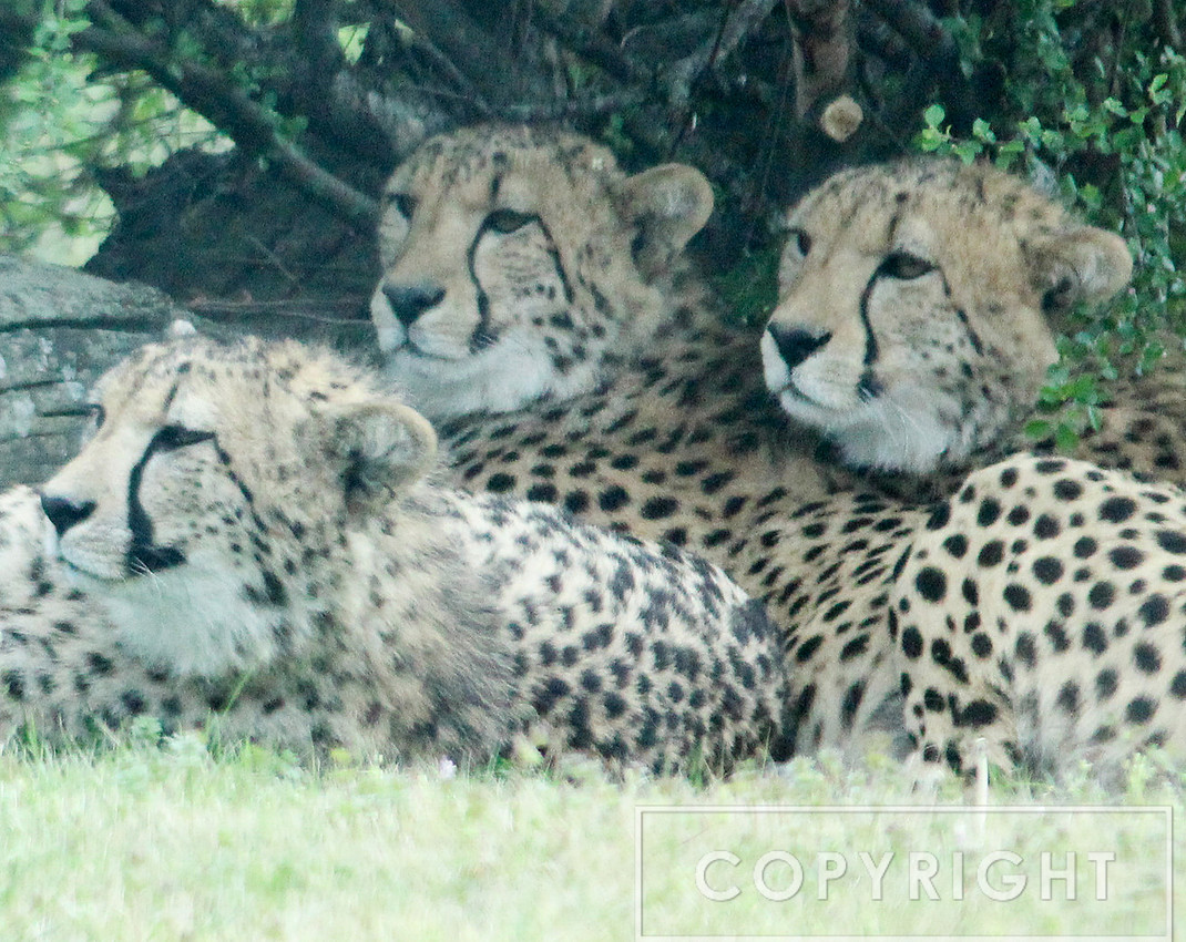 Cheetah 5
