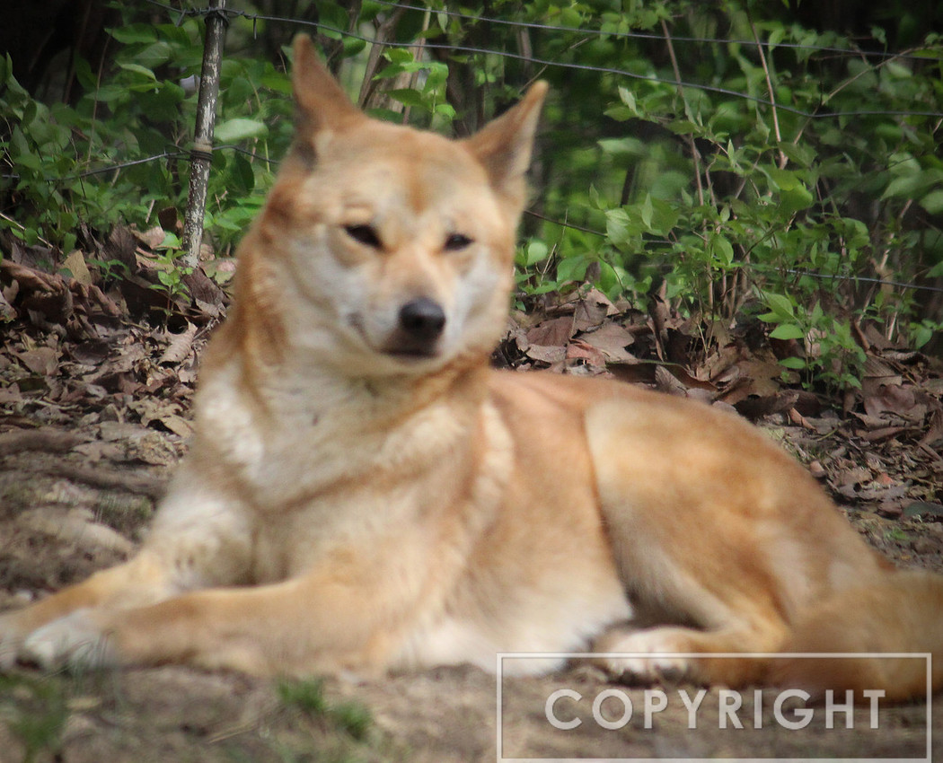Dingo 1