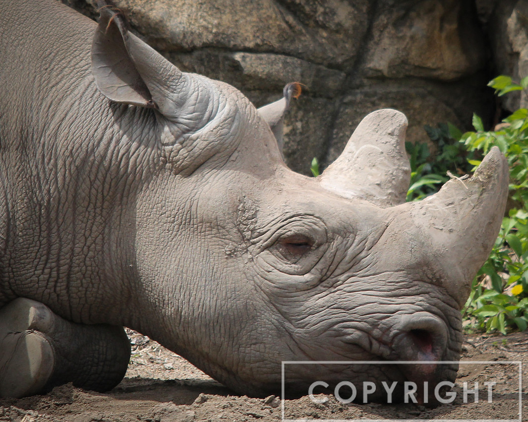 Black Rhinoceros 4