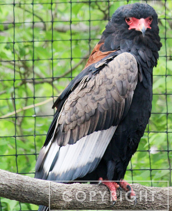 Bateleur Eagle 2