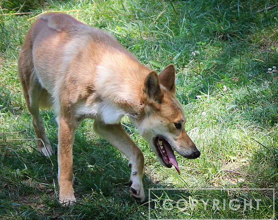 Dingo 3
