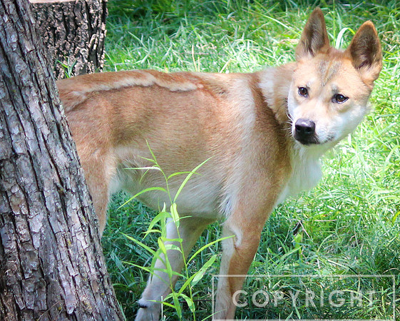 Dingo 4