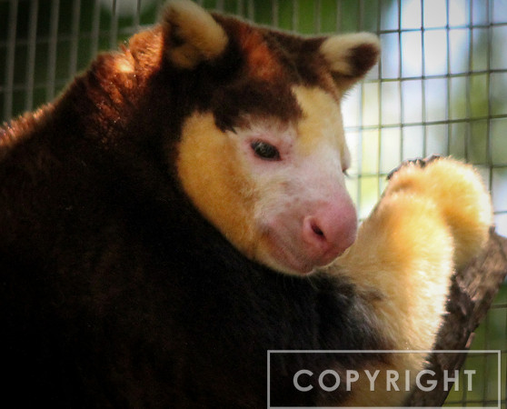 Matschie's Tree Kangaroo 1