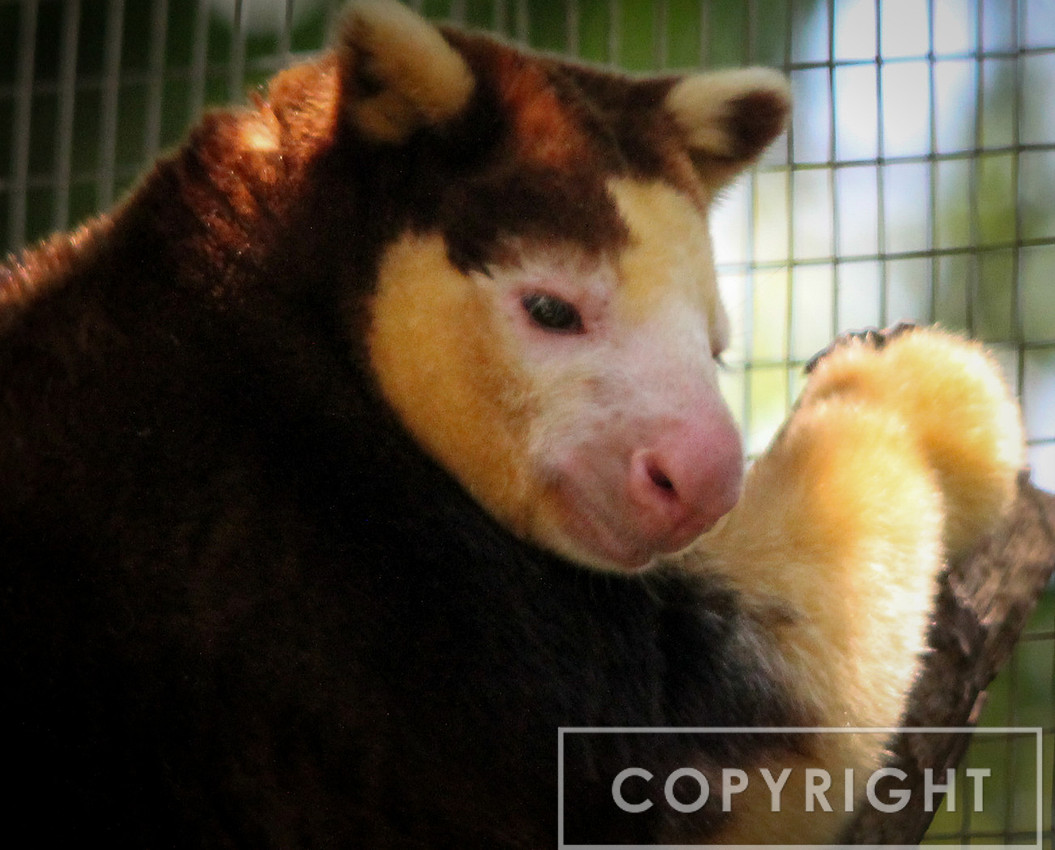 Matschie's Tree Kangaroo 1