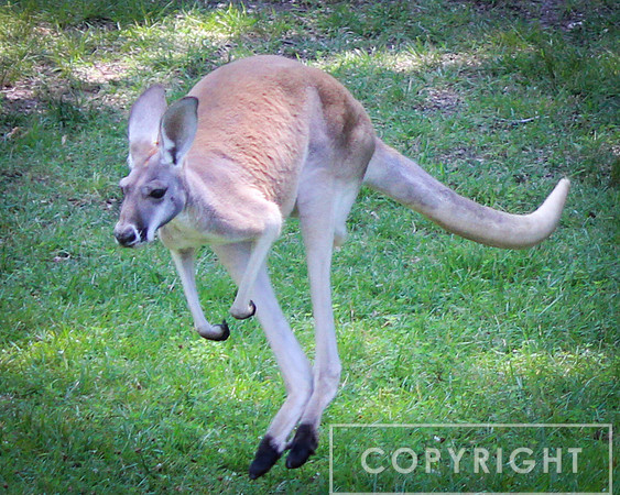 Red Kangaroo 7