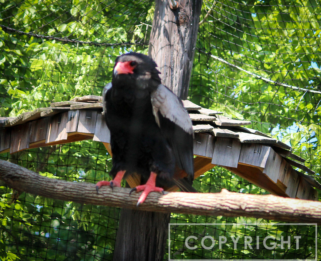 Bateleur Eagle 3