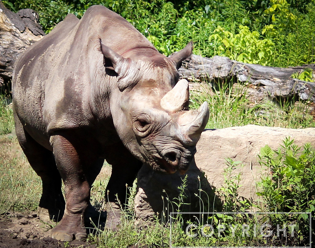 Black Rhinoceros 5