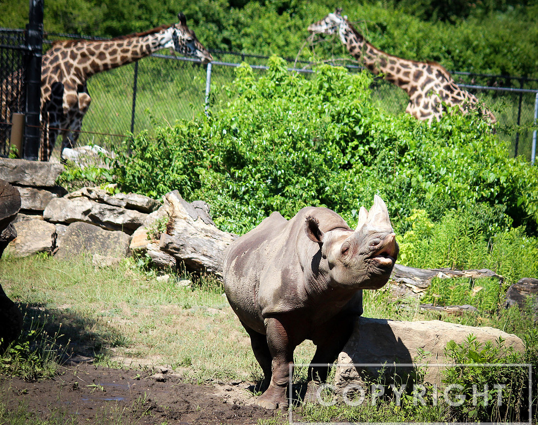 Black Rhinoceros 6