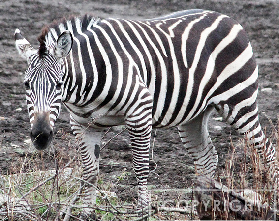 Grant's Zebra 6