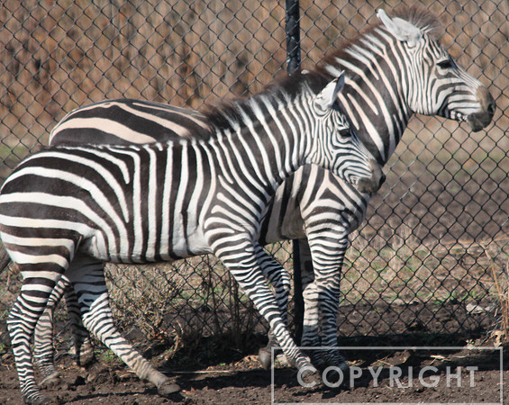 Grant's Zebra 4