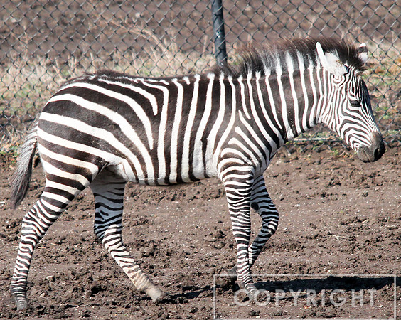 Grant's Zebra 3