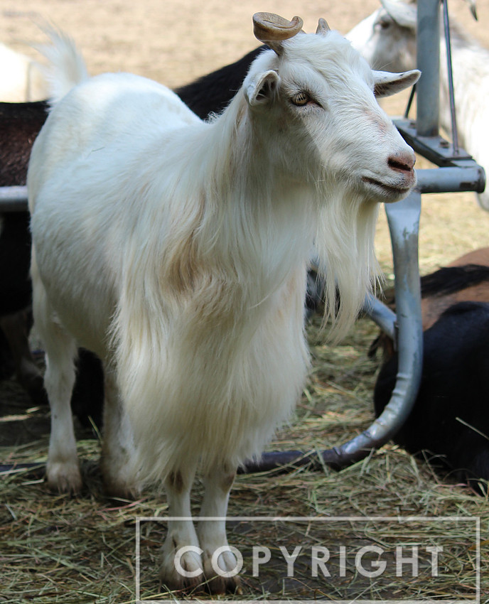 Goat 2
