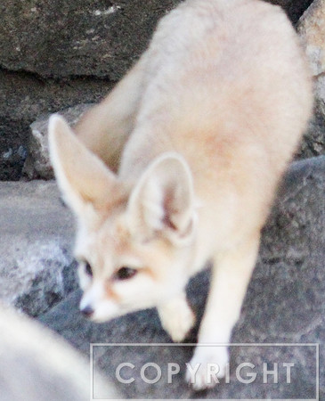 Fennec Fox 2