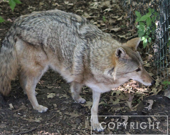 Coyote 2