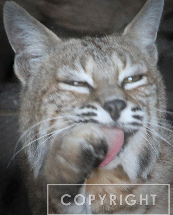 Bobcat 3