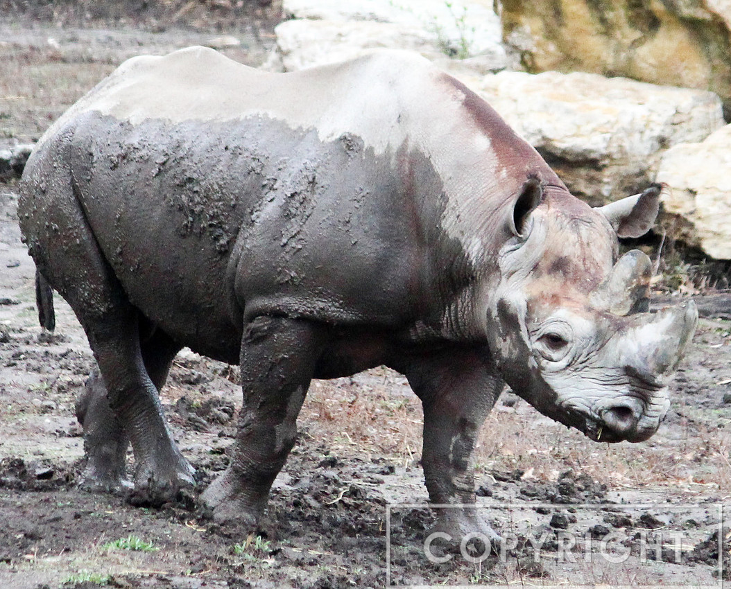 Black Rhinoceros 3