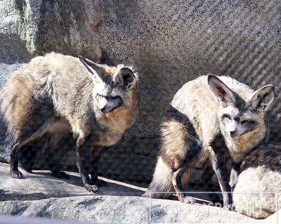 Bat-Eared Fox 2