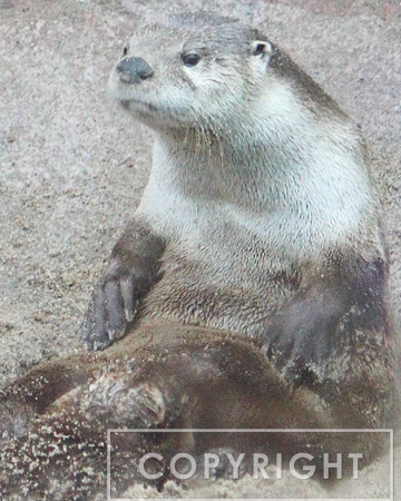 Asian Small-Clawed Otter 2