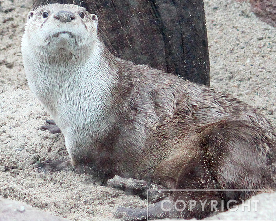 Asian Small-Clawed Otter 1