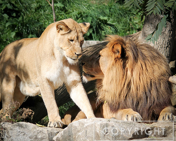 African Lion 5