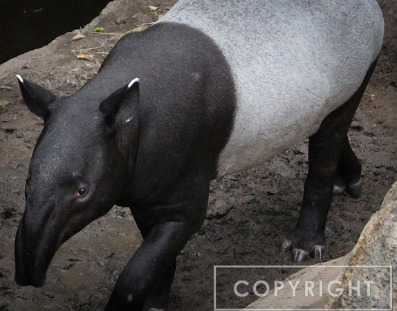 Malayan Tapir 1