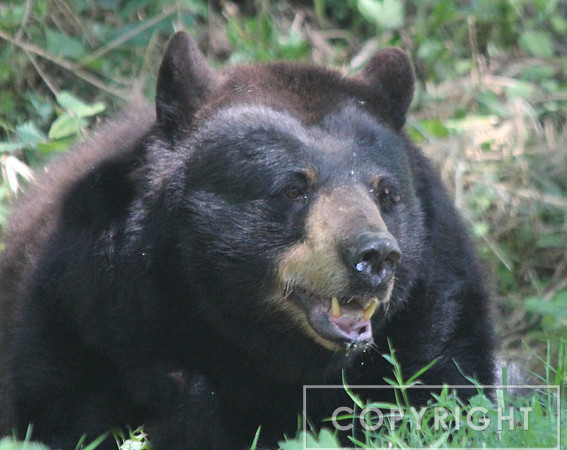 North American Black Bear 4