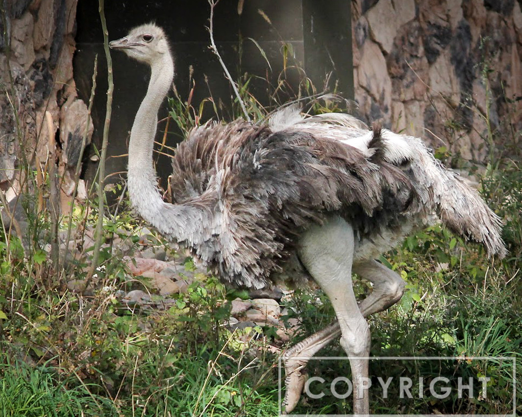 Ostrich 1
