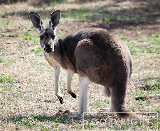 Red Kangaroo 3