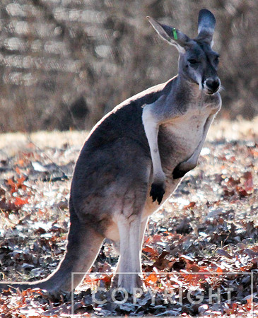 Red Kangaroo 4