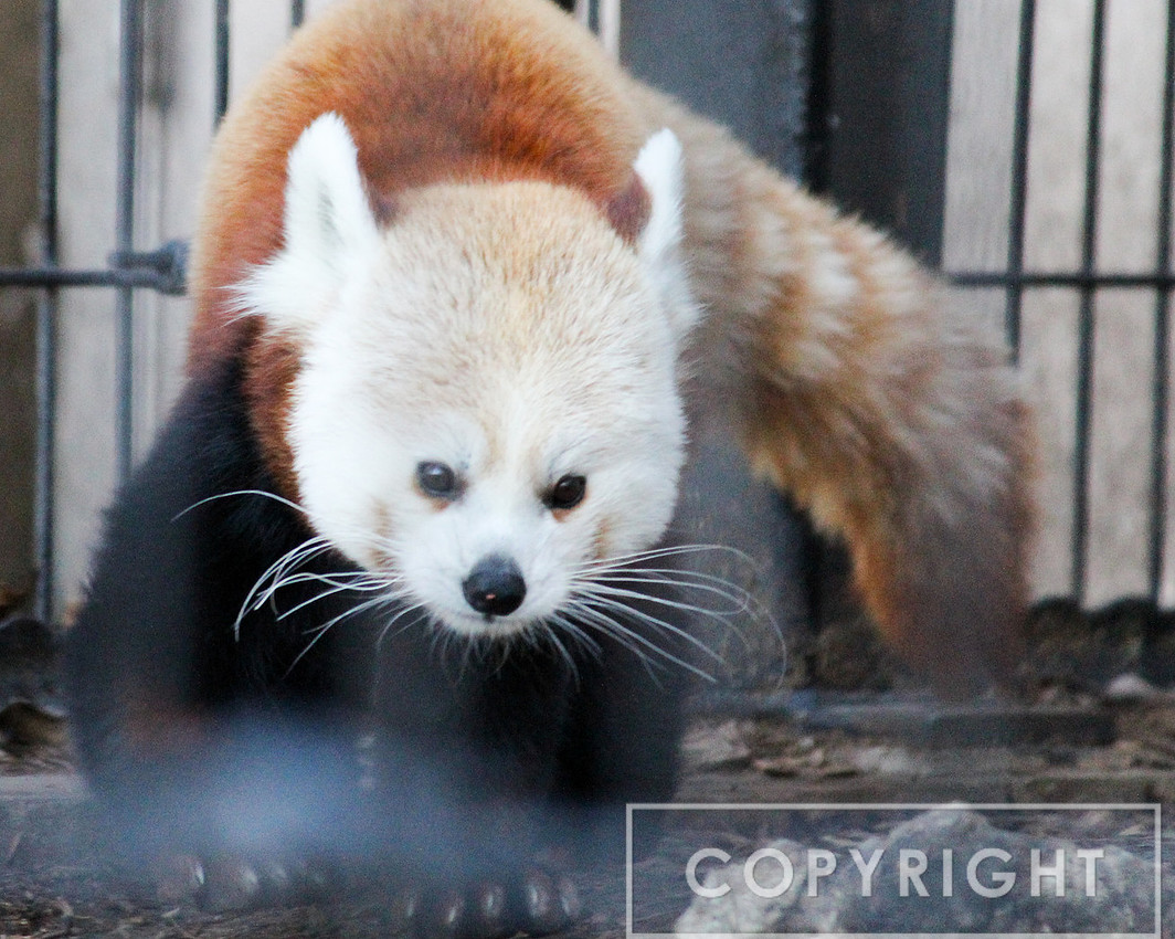 Red Panda 6