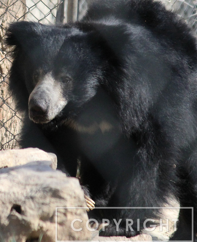 Sloth Bear 1