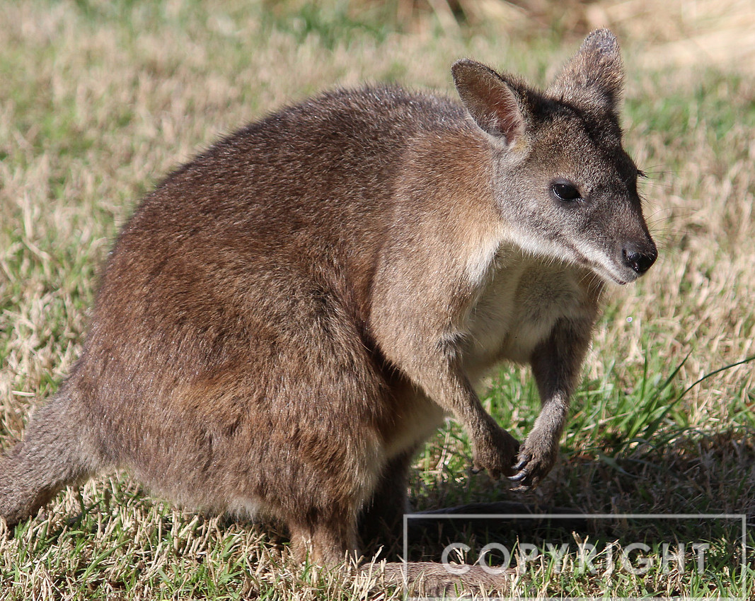 Wallaby 1
