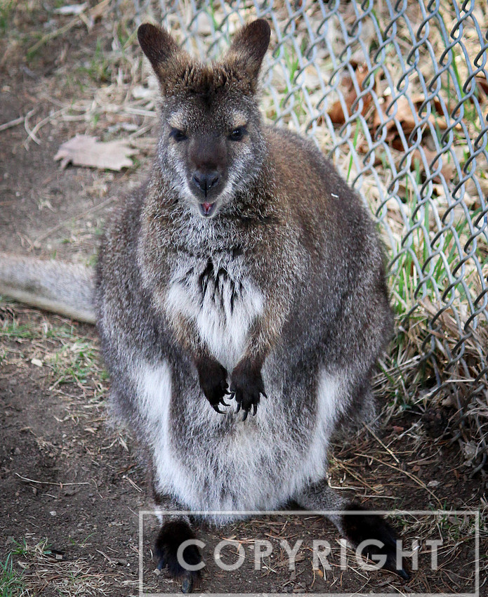 Wallaby 2