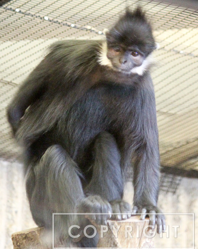 Francois Langur 4