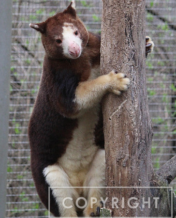 Matschie's Tree Kangaroo 2