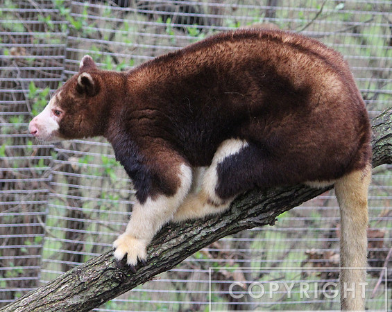 Matschie's Tree Kangaroo 3