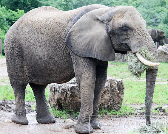 African Elephant 10