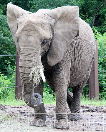 African Elephant 11