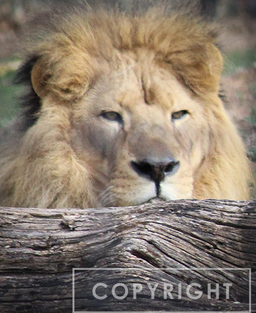 African Lion 6