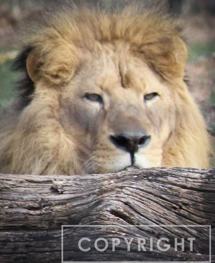 African Lion 6