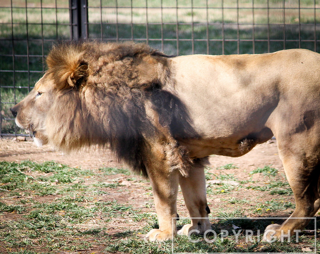 African Lion 7