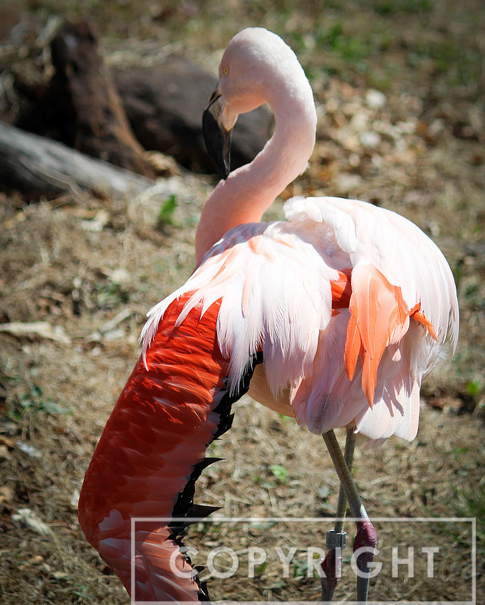Chilean Flamingo 2