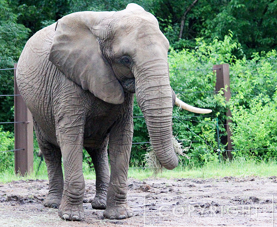 African Elephant 2
