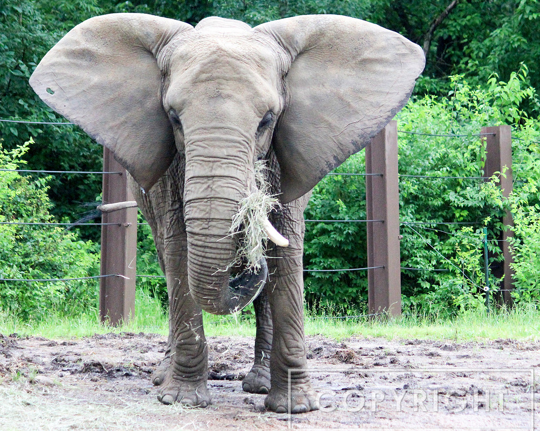 African Elephant 5