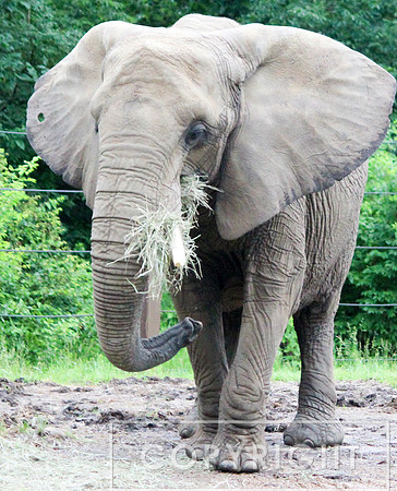 African Elephant 8